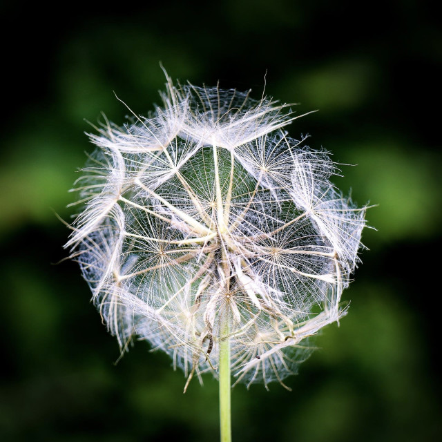 "Pflanzen der Eifel" stock image