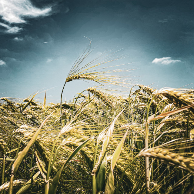 "Pflanzen der Eifel" stock image