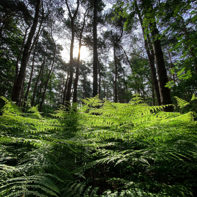 "Pflanzen der Eifel" stock image