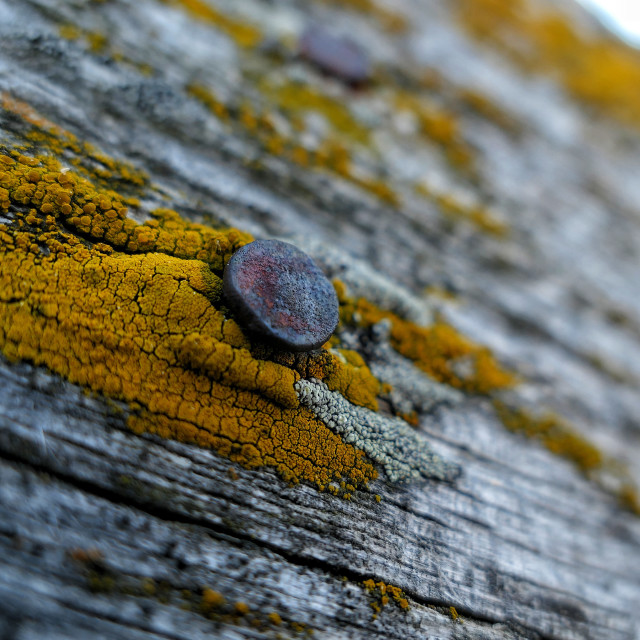 "Rusty old nail" by MLLL Photography - $25.35 "Rusty old nail" stock image
