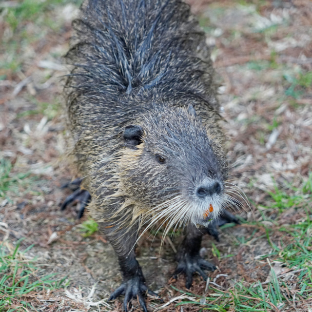 "Nutria" by Amit Mendelsohn - $49.60 "Nutria" stock image
