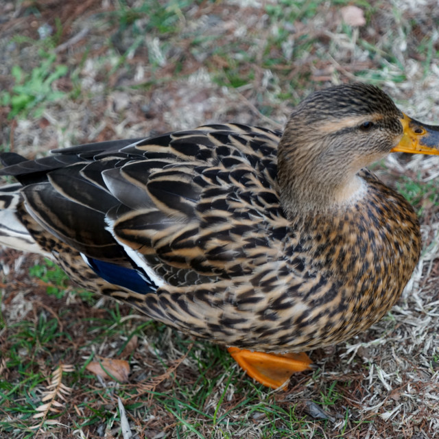 "Lady duck" by Amit Mendelsohn - $49.60 "Lady duck" stock image