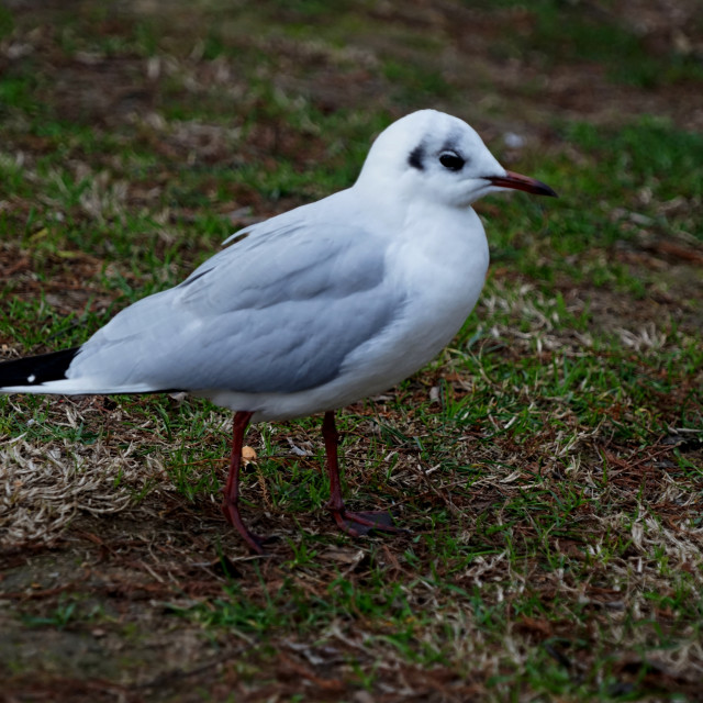 "a gull" by Amit Mendelsohn - $49.60 "a gull" stock image