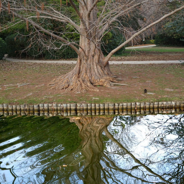 "wavy reflection" by Amit Mendelsohn - $49.60 "wavy reflection" stock image