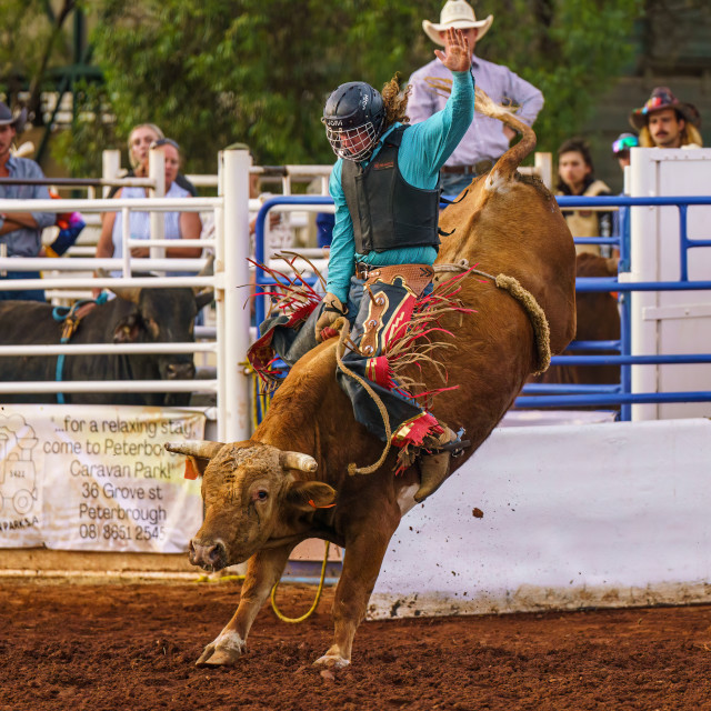 "Bull rider" stock image