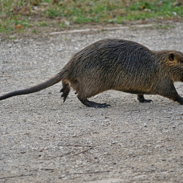 "Nutria" by Amit Mendelsohn - $49.60 "Nutria" stock image
