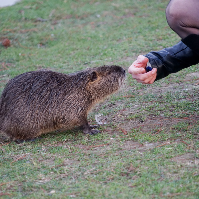 "nutria interact" by Amit Mendelsohn - $49.60 "nutria interact" stock image