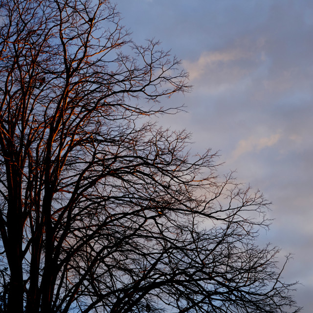 "a tree and the sky" by Amit Mendelsohn - $49.60 "a tree and the sky" stock image