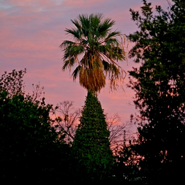 "palm tree" by Amit Mendelsohn - $49.60 "palm tree" stock image