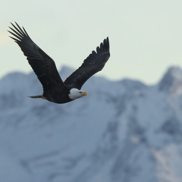 "Bald Eagle at blue hour" stock image