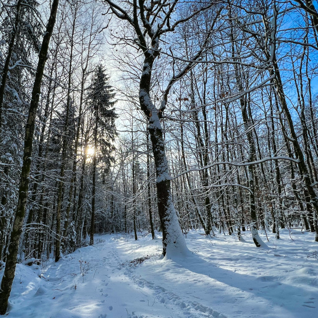 "Verschneiter Waldweg im Hunsrueck" stock image