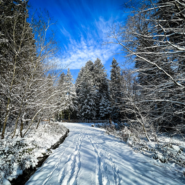 "Verschneiter Waldweg" stock image