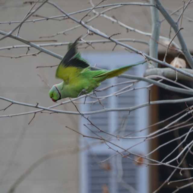 "Rose-ringed parakeet on the fly" stock image