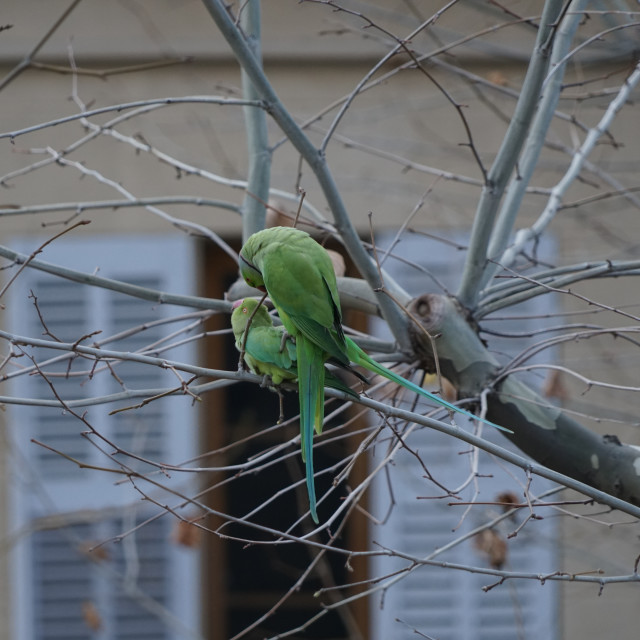 "Rose-ringed parakeet in action" stock image