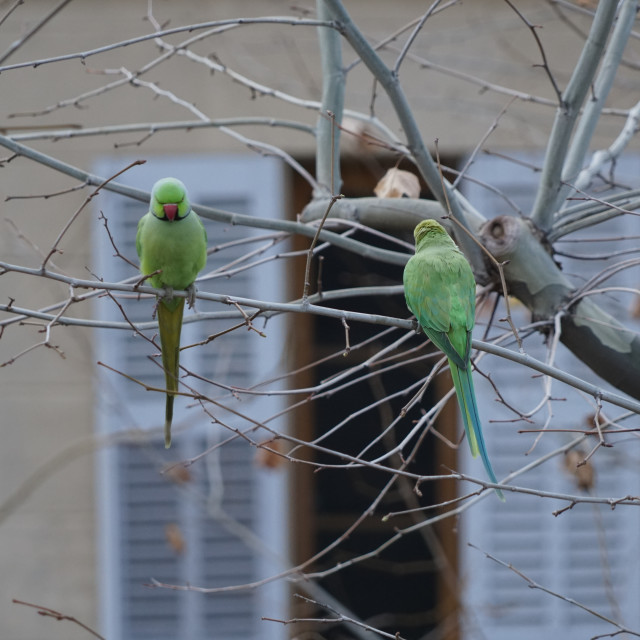 "Rose-ringed parakeet after" stock image