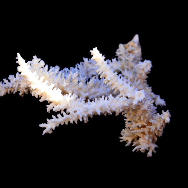 "a coral" by Amit Mendelsohn - $49.60 "a coral" stock image