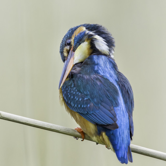 "Kingfisher" stock image