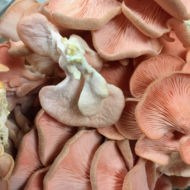 "Oyster Mushrooms-Food Series" by Aaron M Thompson PHOTO - $25.11 "Oyster Mushrooms-Food Series" stock image