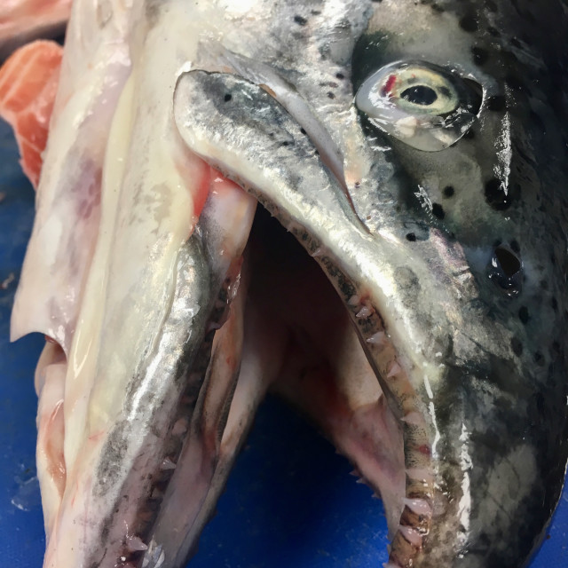 "Salmon head - Food Series" stock image