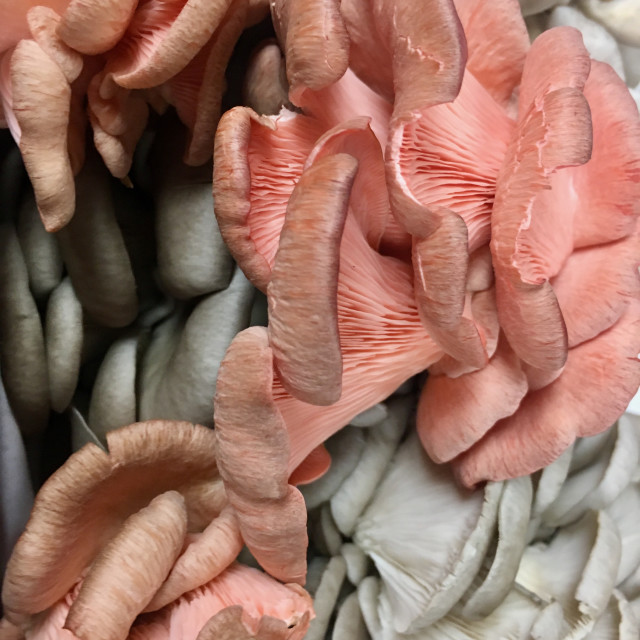 "Oyster Mushrooms 2-Food Series" stock image