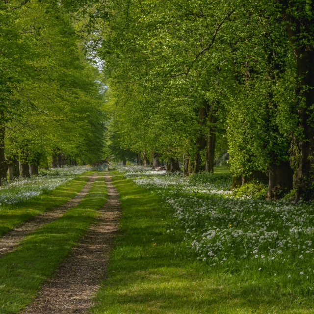 "Woodland Track In Wiltshire" stock image