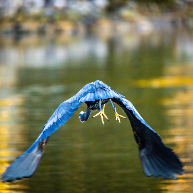 "Great Blue Heron Lift Off" stock image