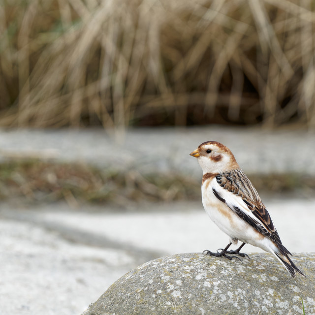 "Snow Bunting" stock image