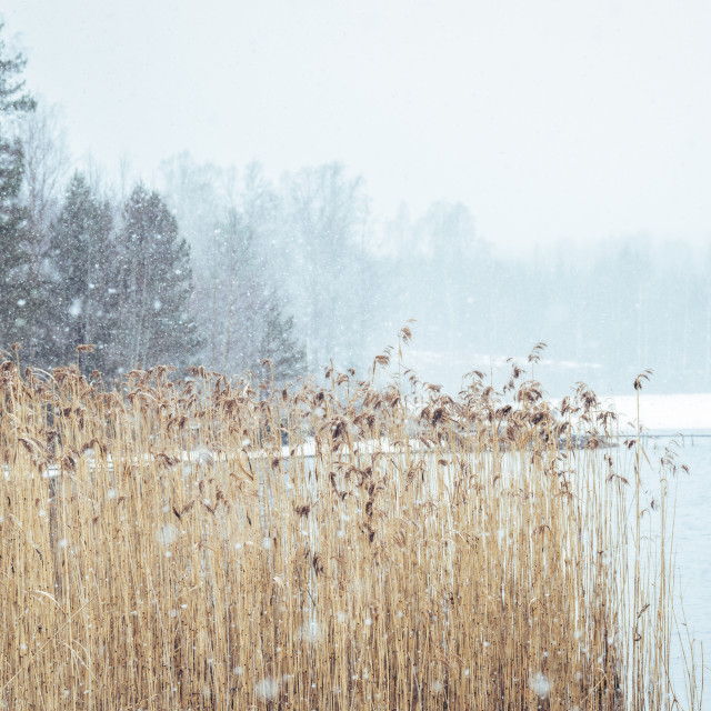 "Winter reeds" stock image