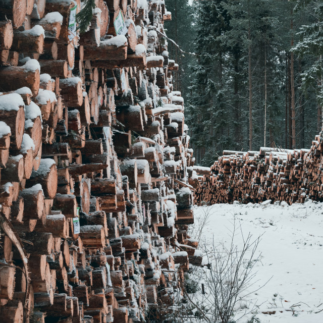 "Wooden walls" stock image