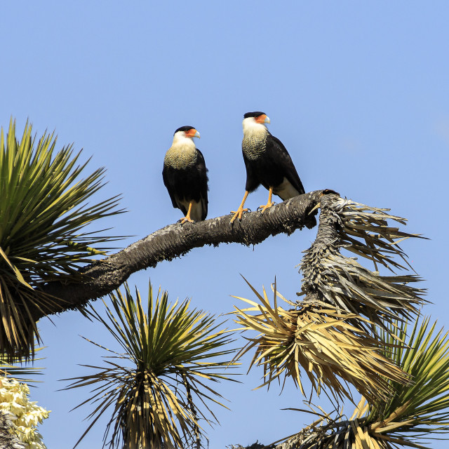 "Caracara plancus cheriway" by Expvisual Filmmaking and Photography SAS de CV - $3.62 "Caracara plancus cheriway" stock image