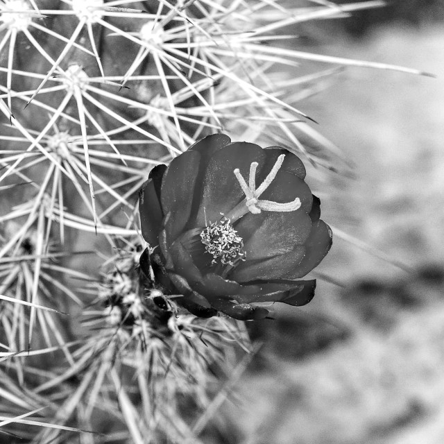 "Cactus Flower" stock image