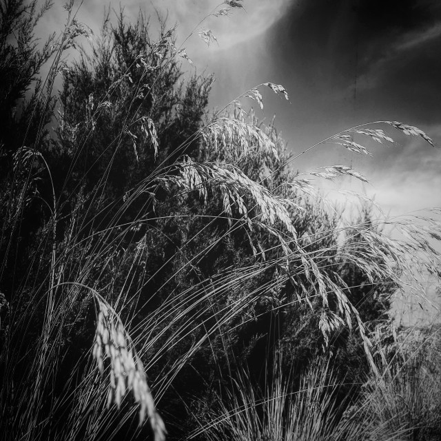 "Grasses in Kelowna" by MLLL Photography - $25.35 "Grasses in Kelowna" stock image
