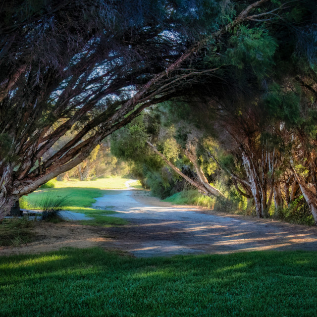 "Shady Path by the Water" stock image