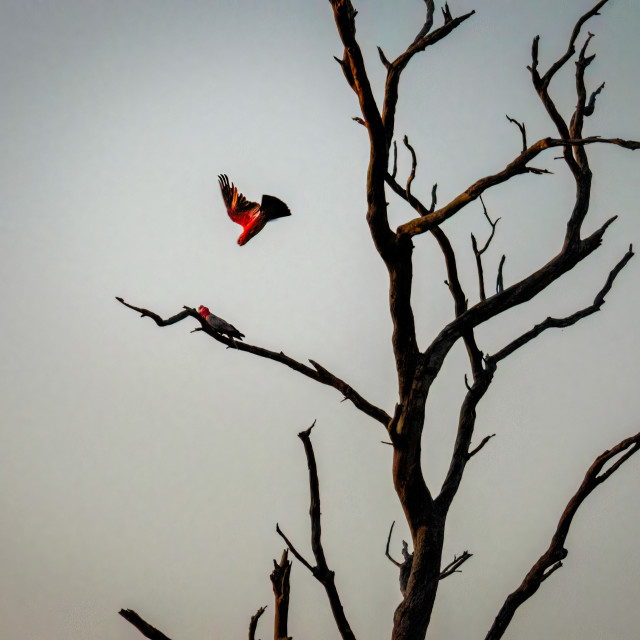 "Branch Dive" stock image