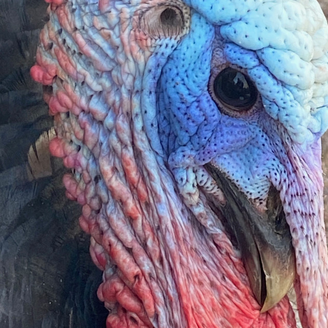 "Turkey face" stock image