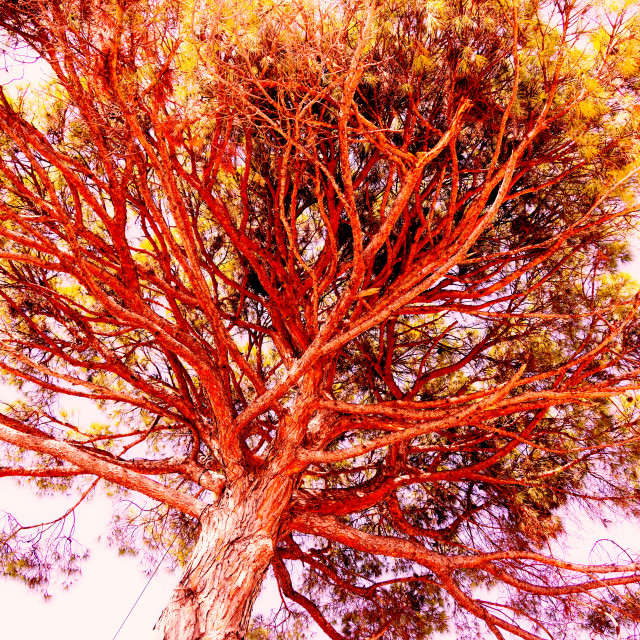 "A pine tree" by Amit Mendelsohn - $48.98 "A pine tree" stock image