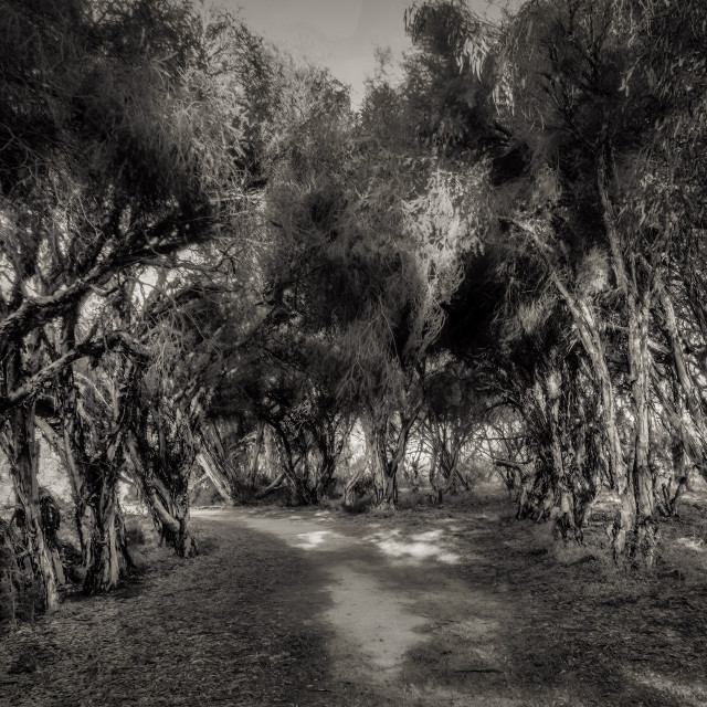 "Bushland Boulevard" stock image