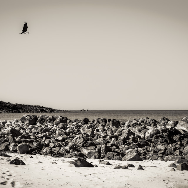 "Beach with Eagle" stock image