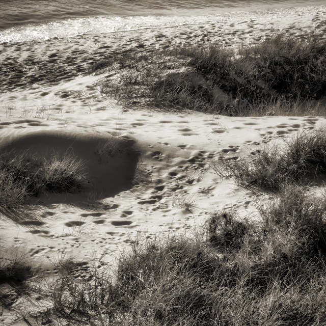 "Sunset Dune" stock image