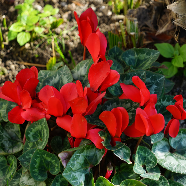 "Cyclamen red" by Amit Mendelsohn - $48.98 "Cyclamen red" stock image