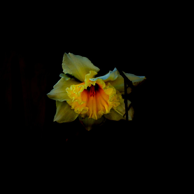 "Jonquil" by Amit Mendelsohn - $48.98 "Jonquil" stock image