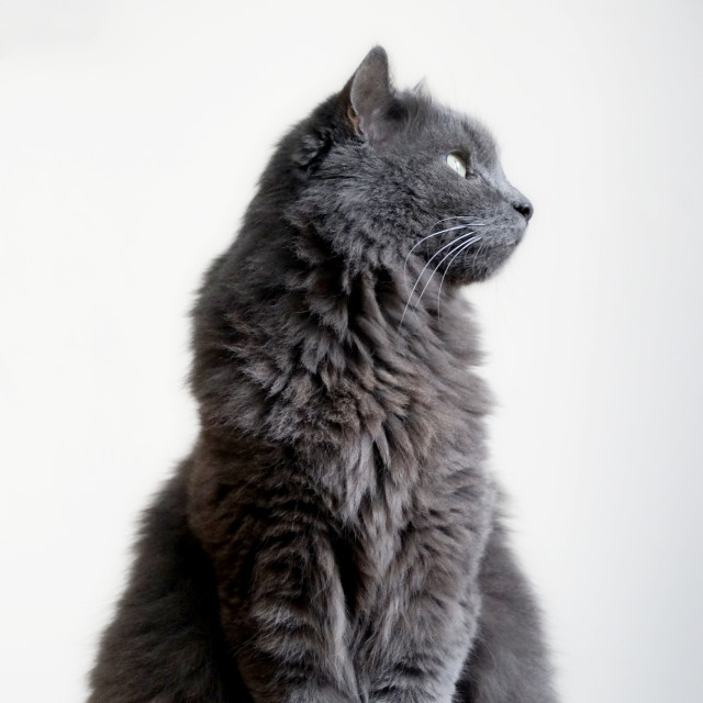 "a domestic cat" by Amit Mendelsohn - $48.98 "a domestic cat" stock image