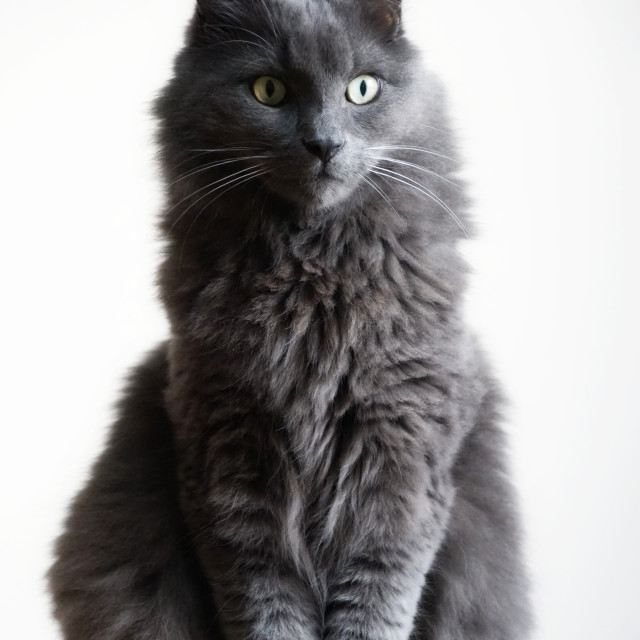 "a domestic cat" by Amit Mendelsohn - $48.98 "a domestic cat" stock image