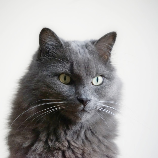 "The grey cat" by Amit Mendelsohn - $48.98 "The grey cat" stock image