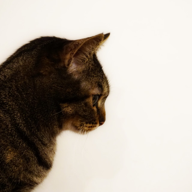 "A profile of a cat" by Amit Mendelsohn - $48.98 "A profile of a cat" stock image