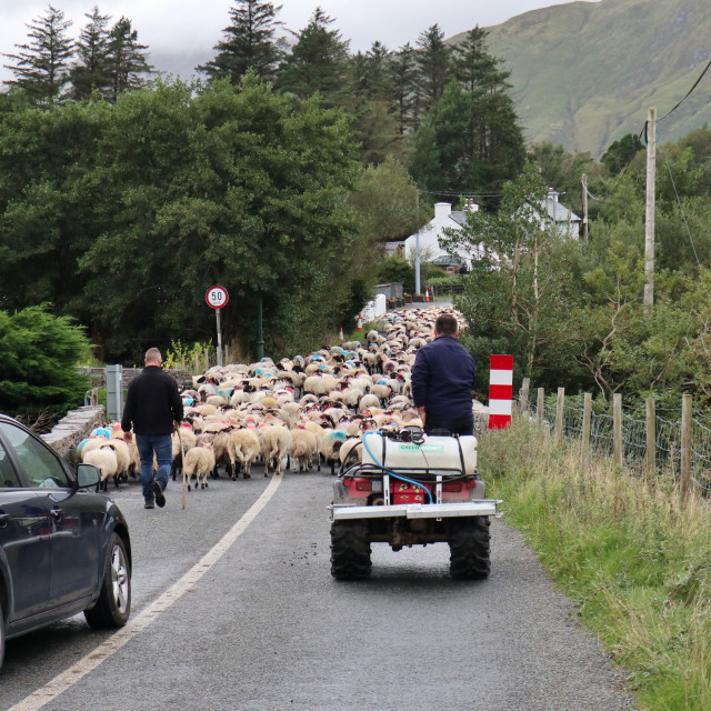 "Leenane - Pastori con gregge sulla strada del Connemara" stock image