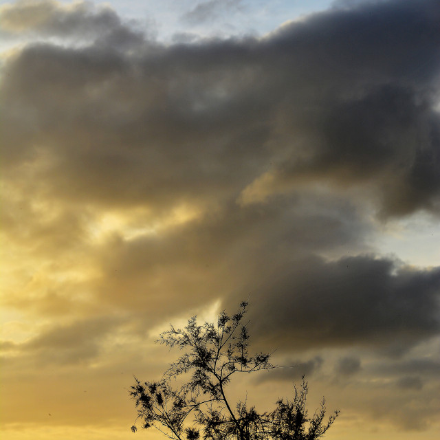 "A tree in the sunset" by Amit Mendelsohn - $48.98 "A tree in the sunset" stock image
