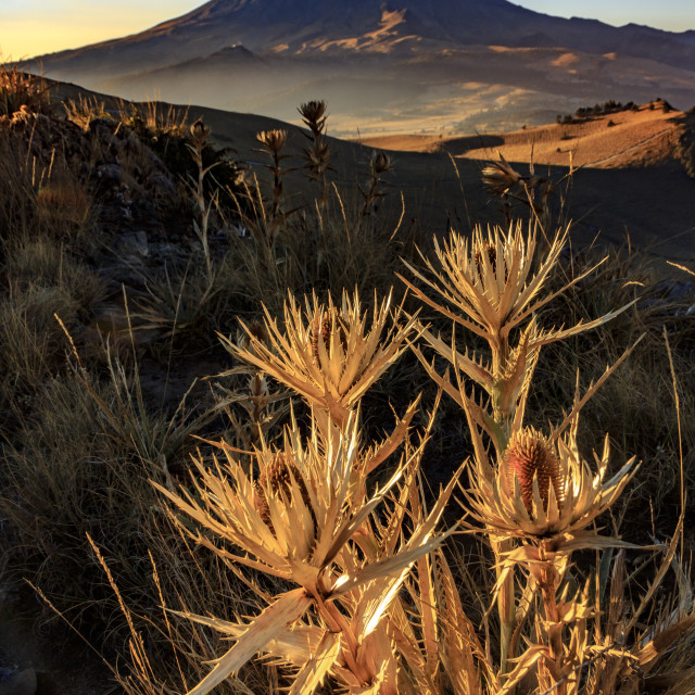 "Eryngium proteiflorum and Popocatepetl" by Expvisual Filmmaking and Photography SAS de CV - $9.88 "Eryngium proteiflorum and Popocatepetl" stock image