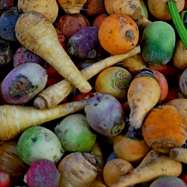 "roots vegetables" by Amit Mendelsohn - $48.98 "roots vegetables" stock image