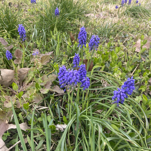 "LUPIN BLOOMS IN GREYSTONE-ASHEBORO,NC" stock image